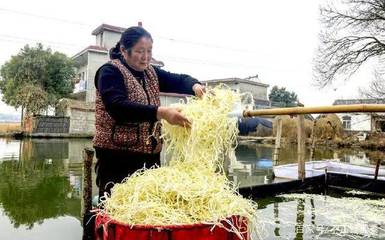 芹芽,你见过吗?每斤10元,亩产高销量好,种它给力!